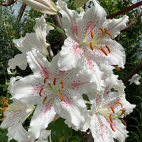 2 Bulbi de Crini - Lilium Brasilia