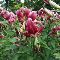 2 Bulbi de Crini - Lilium Leslie Woodriff
