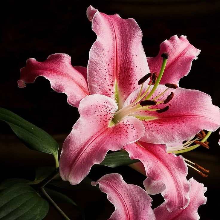 2 Bulbi de Crini - Lilium Gentle Romance