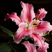 2 Bulbi de Crini - Lilium Gentle Romance