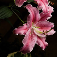 2 Bulbi de Crini - Lilium Gentle Romance