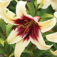 2 Bulbi de Crini - Lilium Hachi
