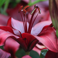 2 Bulbi de Crini - Lilium Gomera