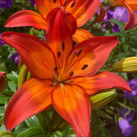 2 Bulbi de Crini - Lilium Brush