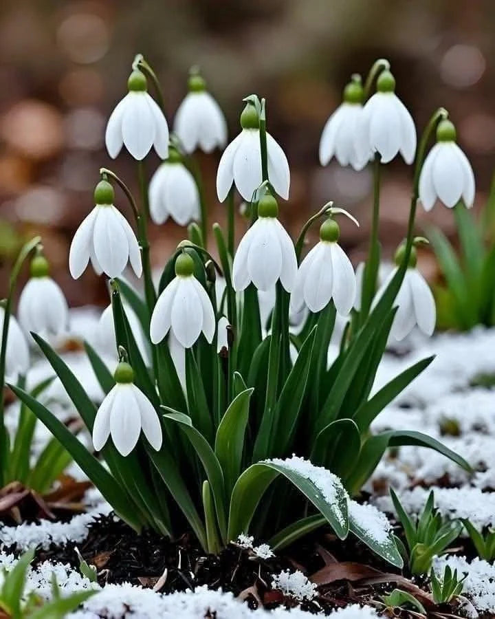 Bulbi Ghiocei - Galanthus Woronowii - 10 buc | LussoVerde