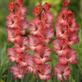 5 Bulbi de Gladiole - Serena
