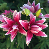 2 Bulbi de Crini - Lilium Double Lady