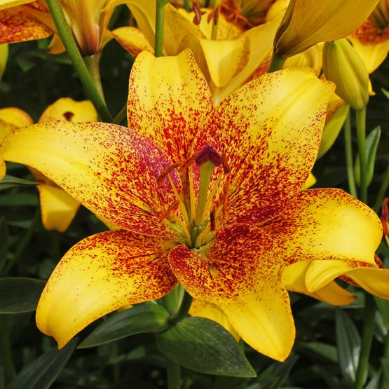 2 Bulbi de Crini - Lilium Golden Stone