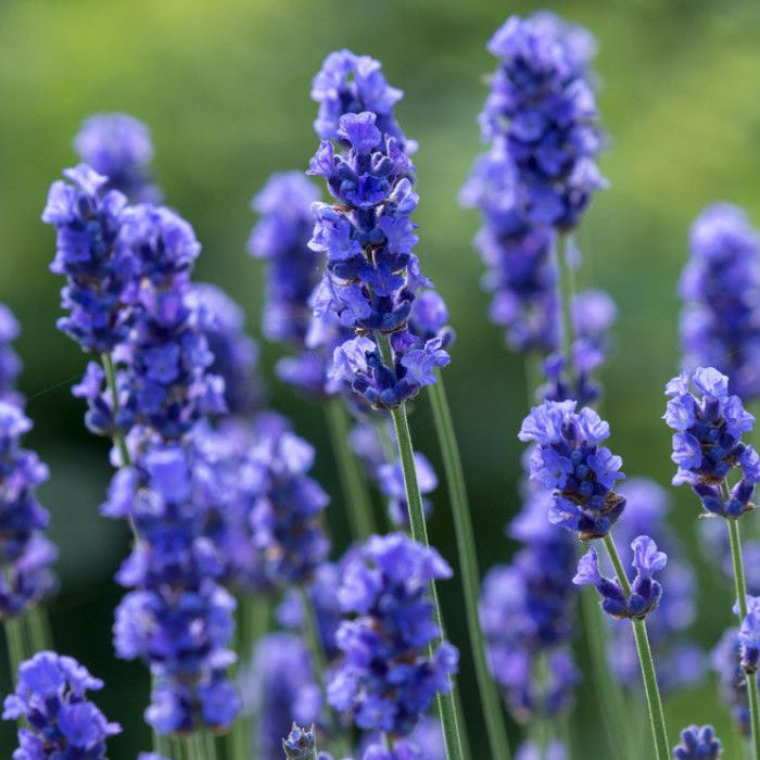 Lavandă "Provence Blue"