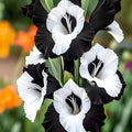 5 Bulbi de Gladiole - Black Pearl
