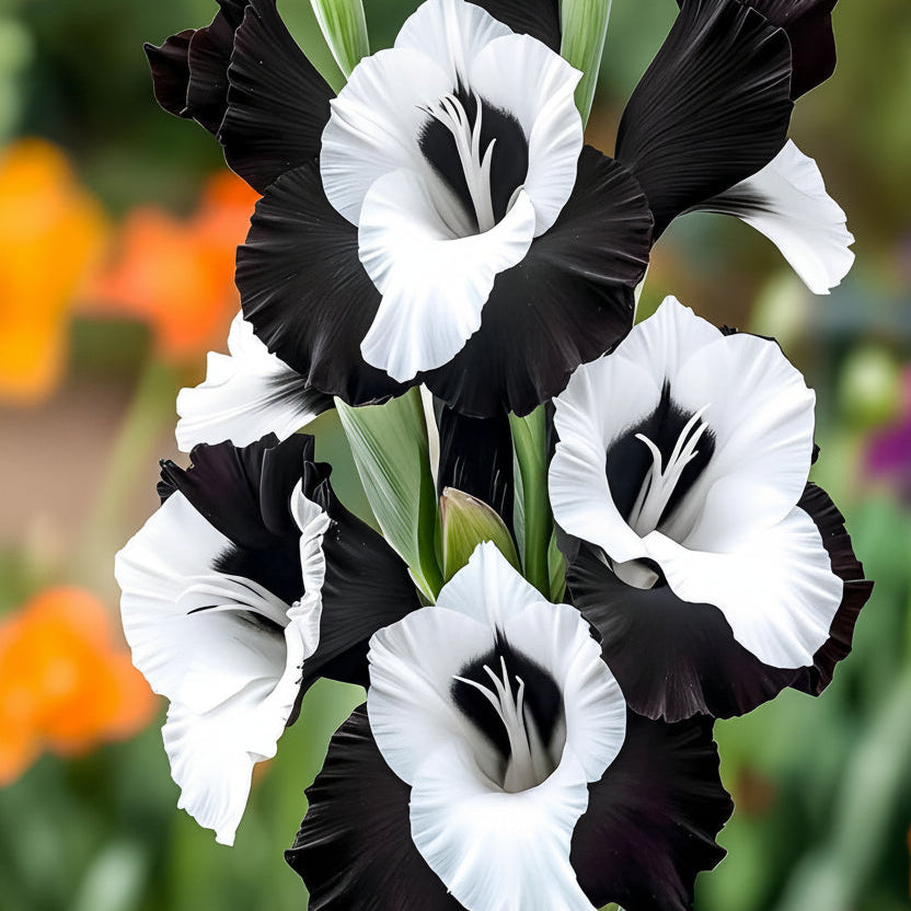 5 Bulbi de Gladiole - Black Pearl