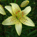 2 Bulbi de Crini - Lilium Gars