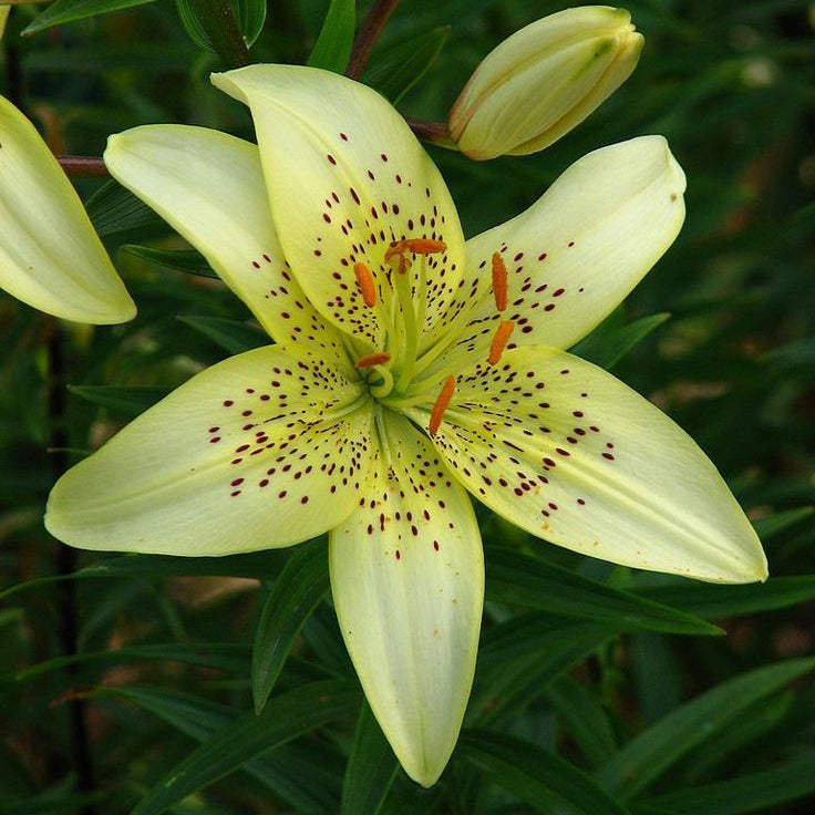2 Bulbi de Crini - Lilium Gars