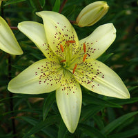 2 Bulbi de Crini - Lilium Gars