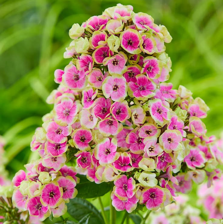 2 Bulbi de Brumărele - Phlox "Orchid Yellow"
