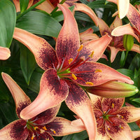 2 Bulbi de Crini - Lilium Whistler