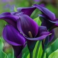 Bulbi de Cală - Magic Purple