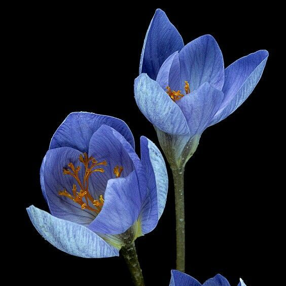 5 Bulbi de Brândușe "Crocus Grand Maître"