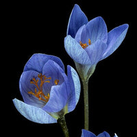 5 Bulbi de Brândușe "Crocus Grand Maître"