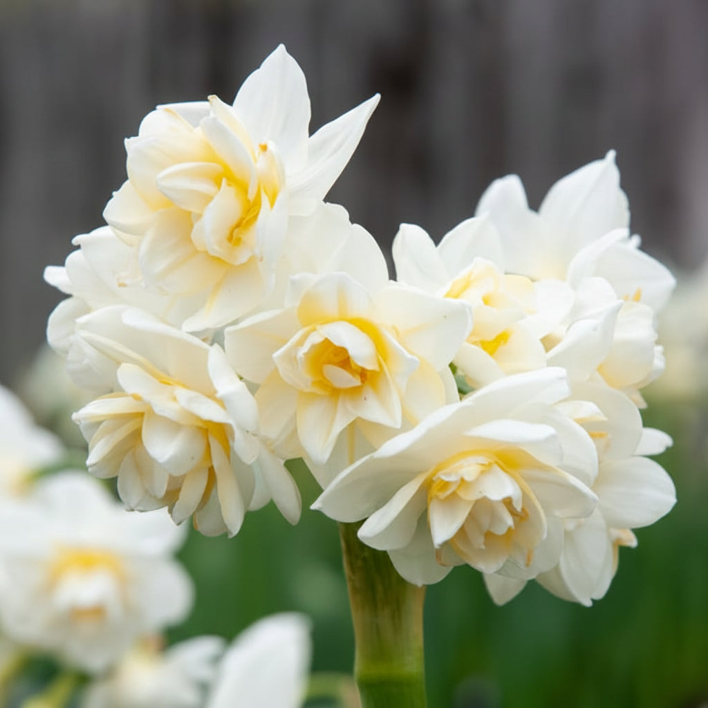2 Bulbi Narcise - Narcissus White Cheerfulness