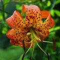 2 Bulbi de Crini - Lilium Fusion