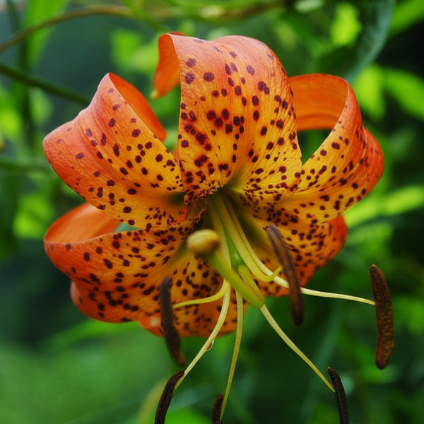 2 Bulbi de Crini - Lilium Fusion