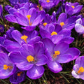 5 Bulbi de Brândușe "Crocus Ruby Giant"