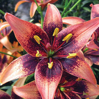 2 Bulbi de Crini - Lilium Whistler