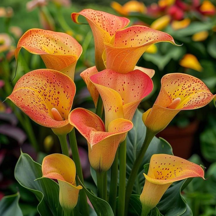 Bulbi de Cală - Orange Lily