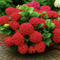 Hortensia Macrophylla "Roșie"