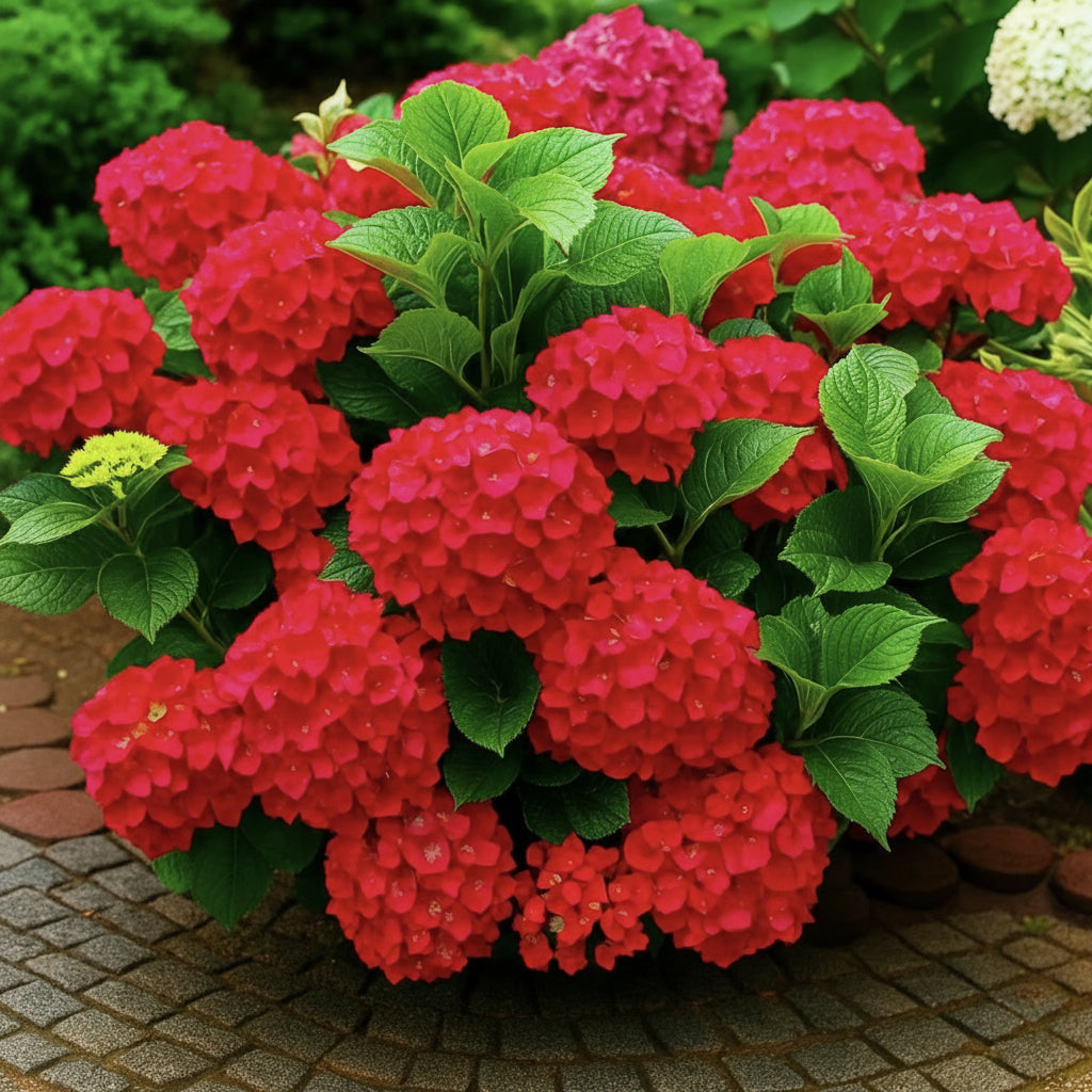 Hortensia Macrophylla "Roșie"