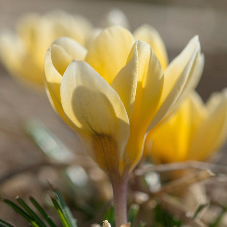 5 Bulbi de Brândușe "Crocus Chrysanthus" Galbene