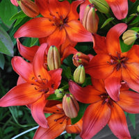 2 Bulbi de Crini - Lilium Brush