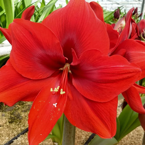 Bulbi Amaryllis Red Cream