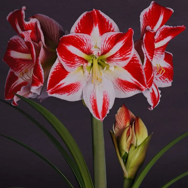Bulbi Amaryllis Spartacus