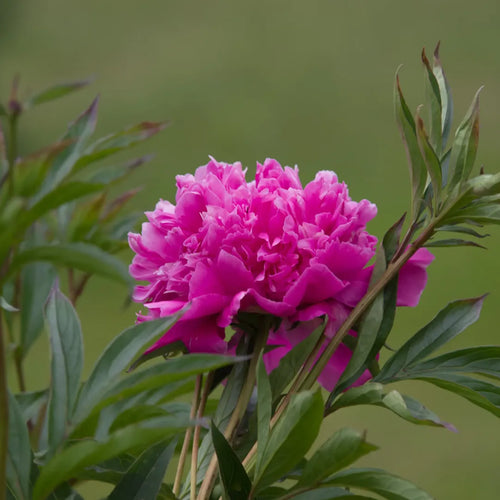 Bulbi Bujori Paeonia Brunker Hill