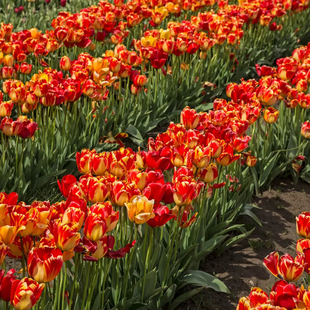 Bulbi Lalele Banja Luka1