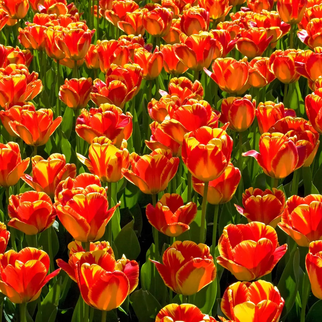 Bulbi Lalele Banja Luka2