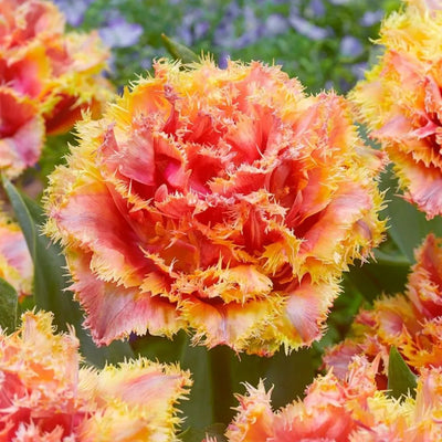 Bulbi Lalele Brisbane