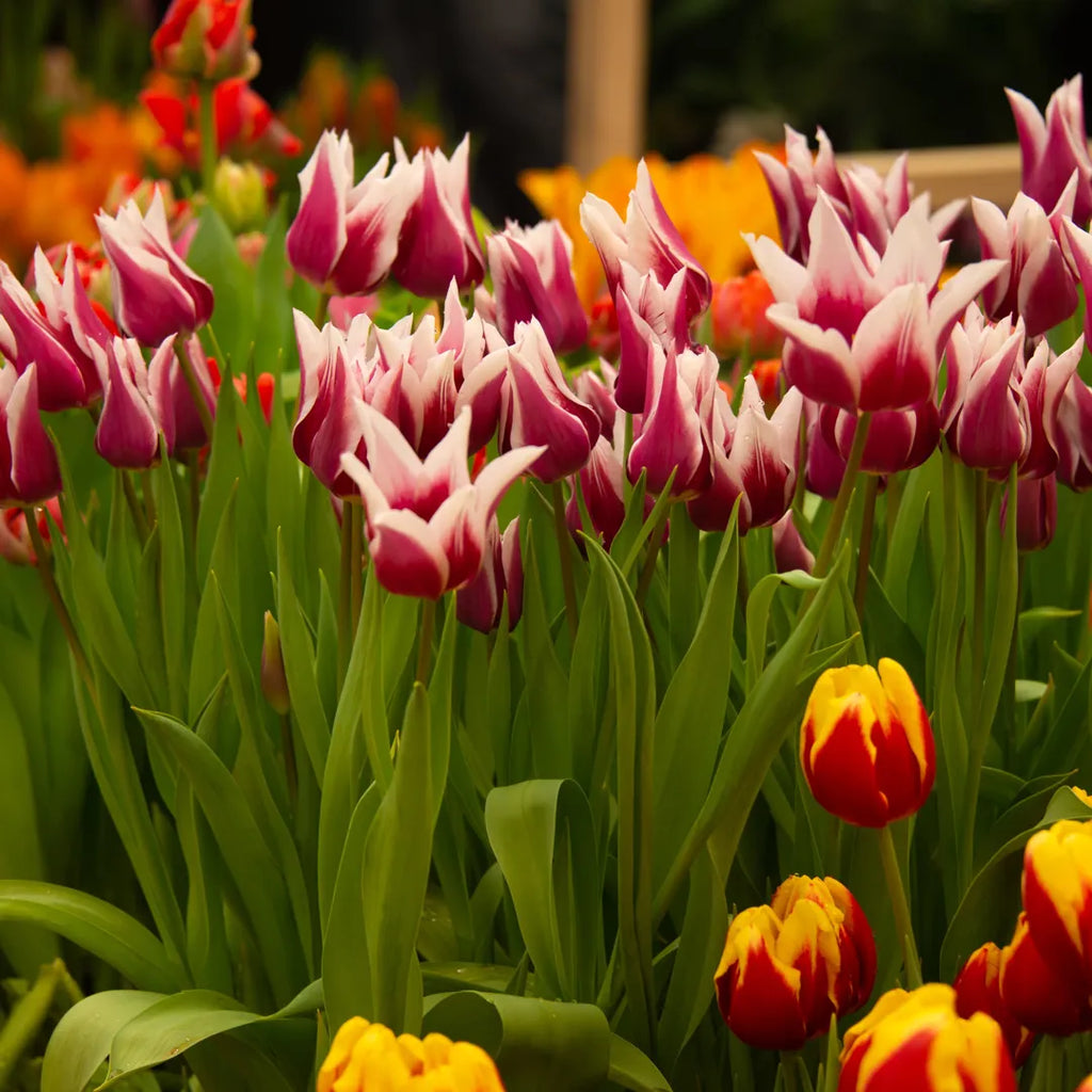 Bulbi Lalele Claudia