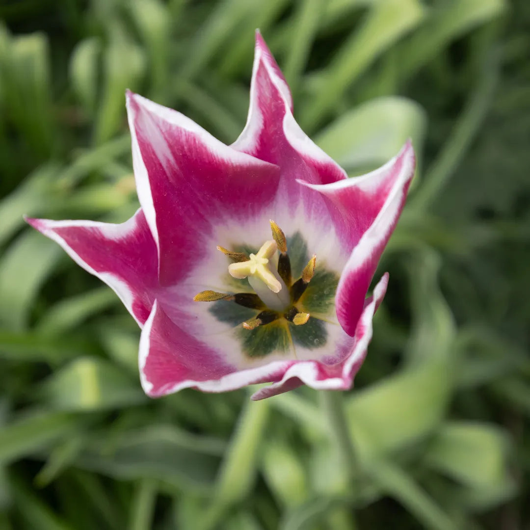 Bulbi Lalele Claudia1