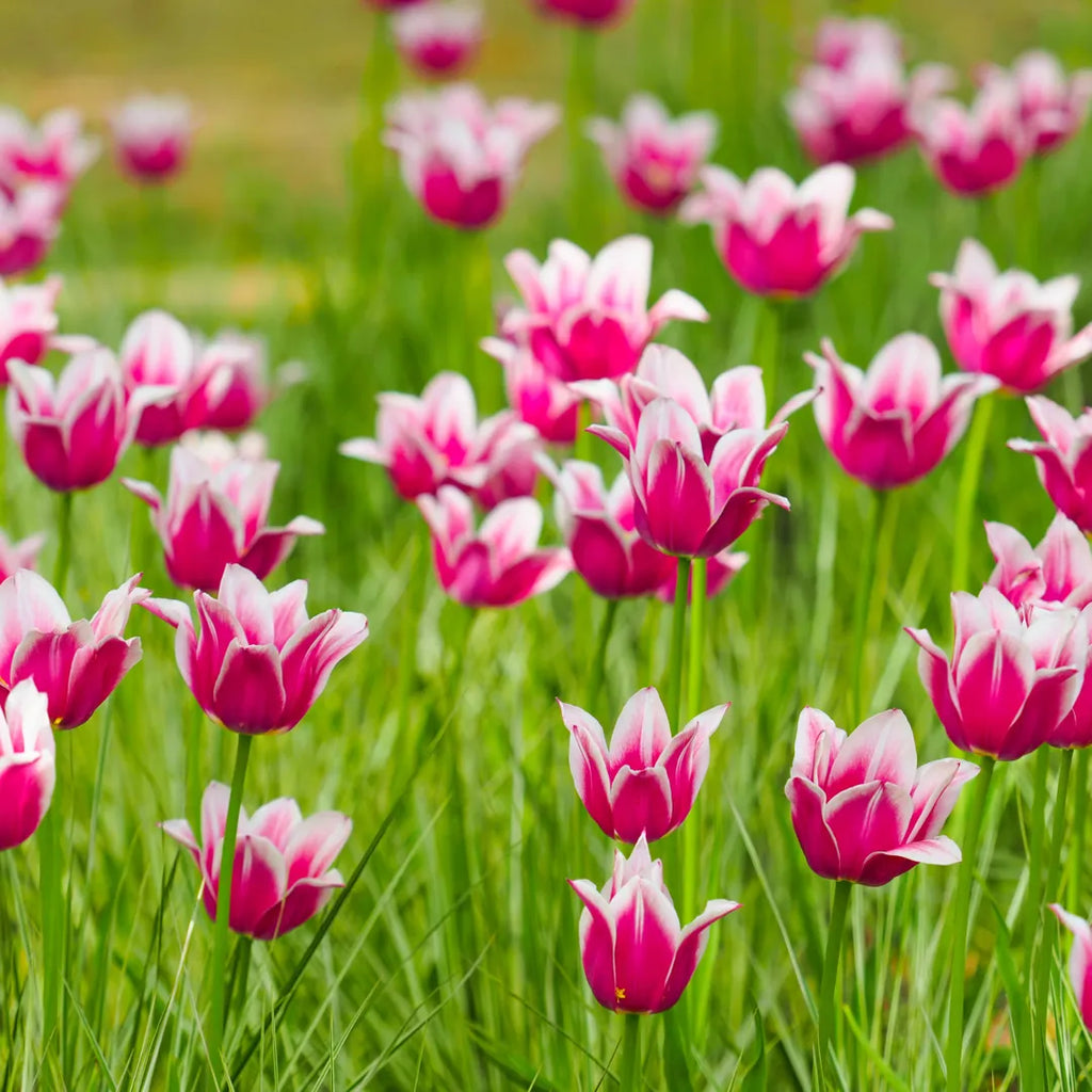 Bulbi Lalele Claudia2