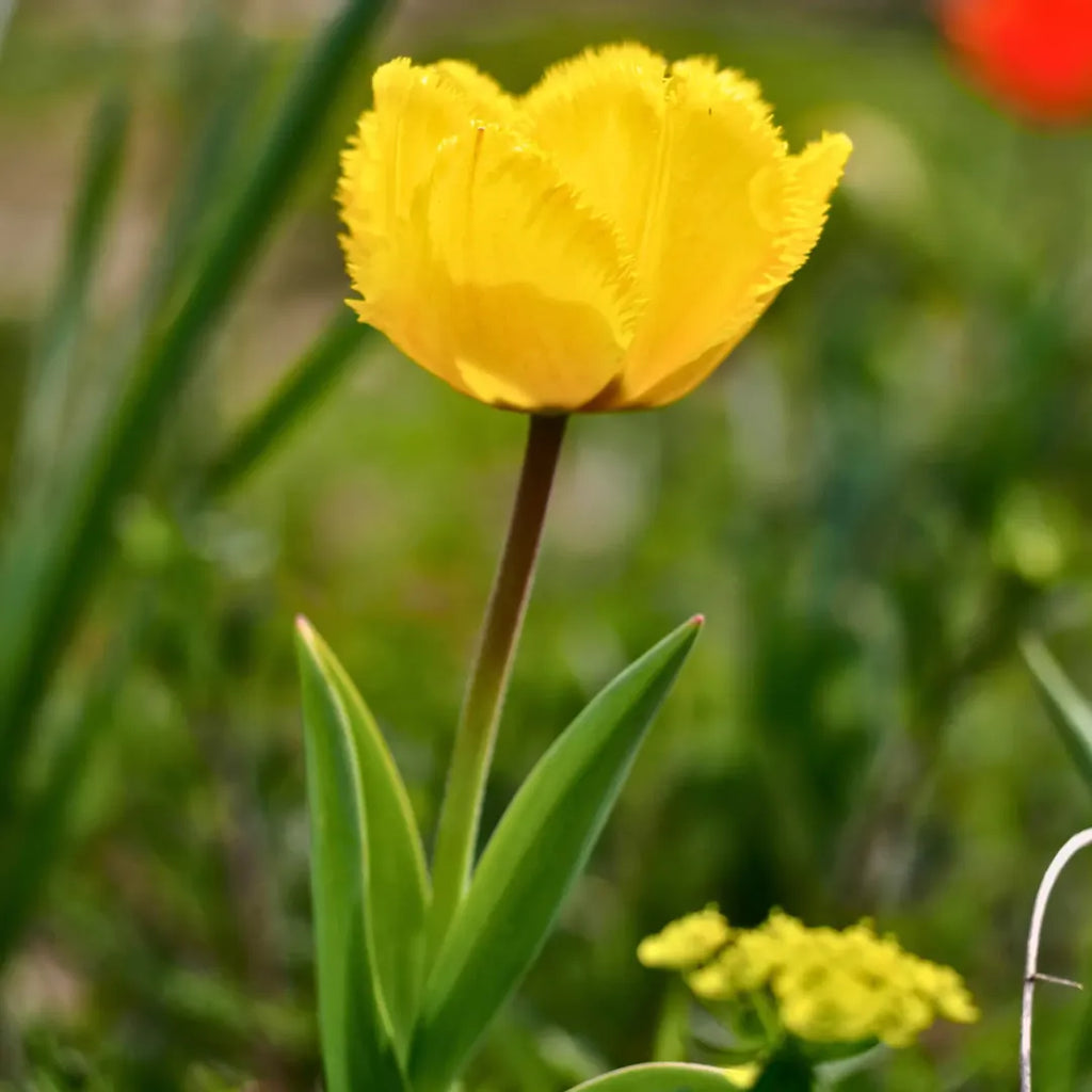 Bulbi Lalele Crystal Star