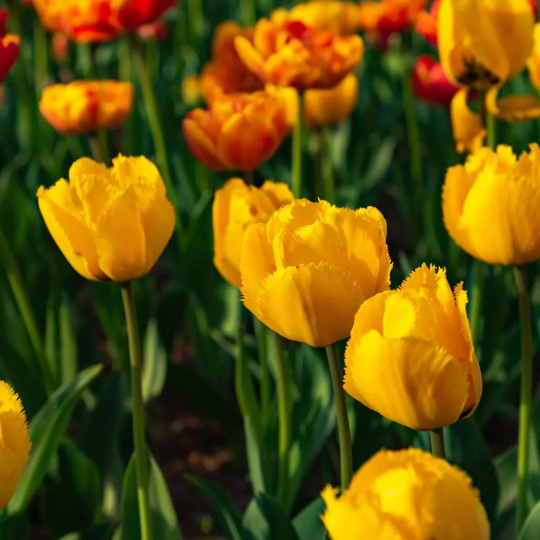 Bulbi Lalele Crystal Star1