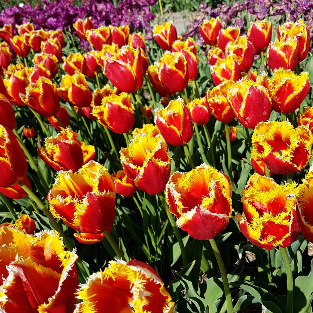 Bulbi Lalele Davenport1