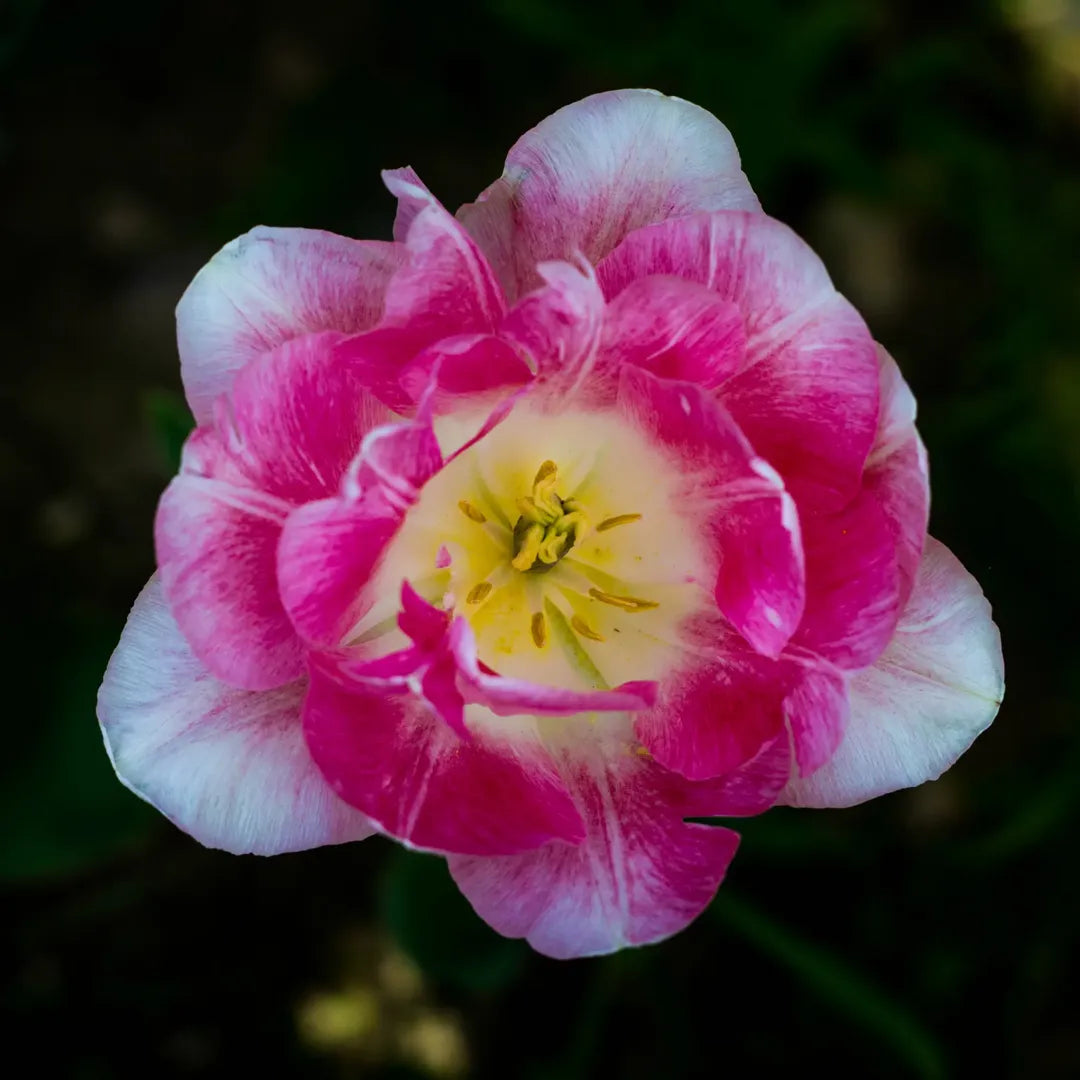 Bulbi Lalele Flaming Purissima