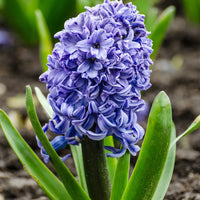 Bulbi Zambile Aqua