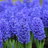 Bulbi Zambile Hyacinth Aqua – imagine 2