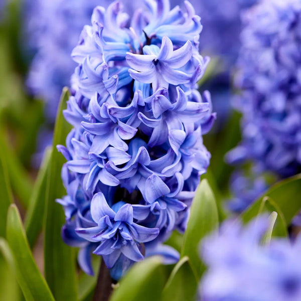 Bulbi Zambile Hyacinth Blue Jacket