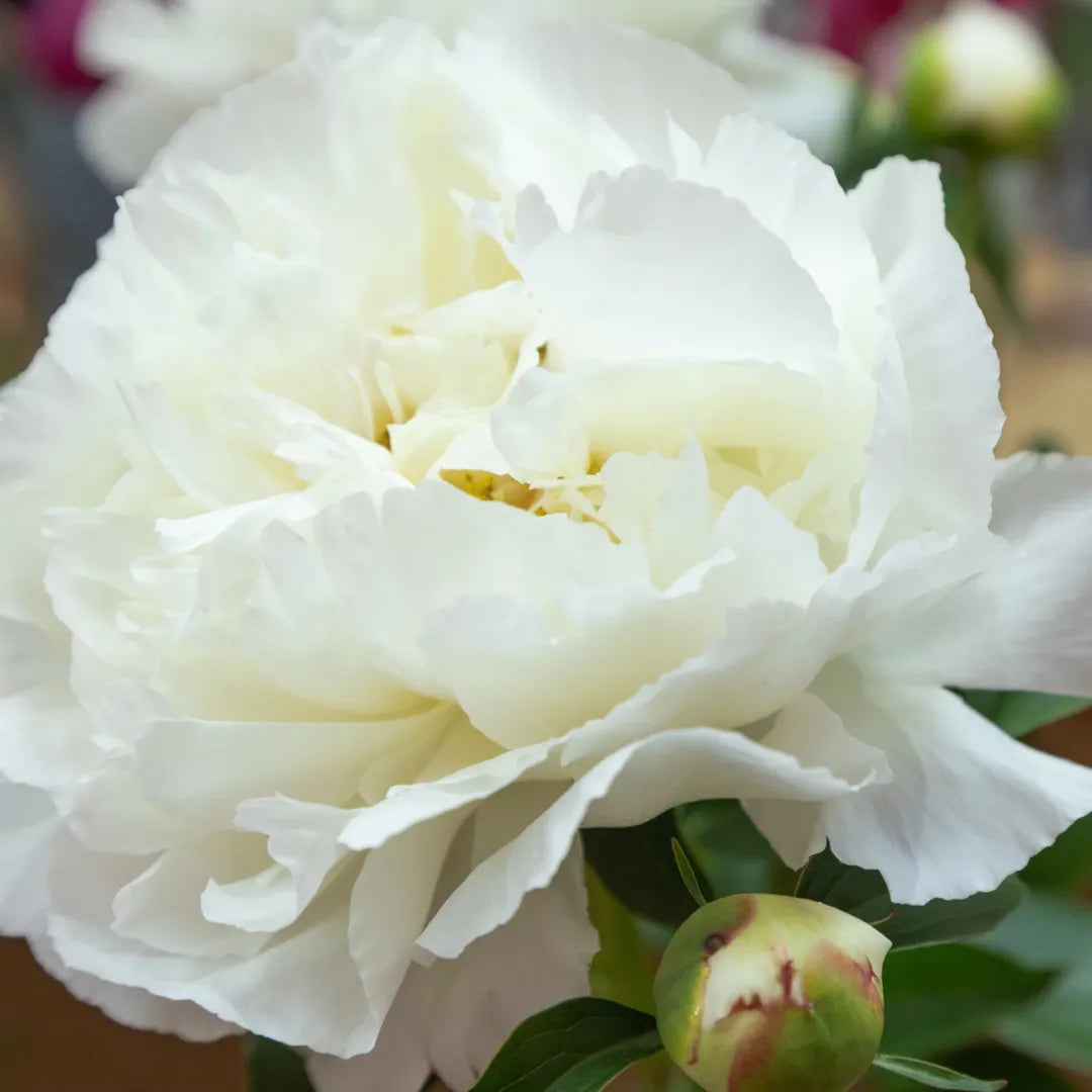 Bulbi bujori Kelway's Glorious